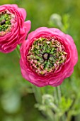 SMITH & MUNSON, LINCOLNSHIRE: PINK, GREEN FLOWERS OF RANUNCULUS ELEGANCE FESTIVAL ROSA, BLOOMS, BLOOMING, FLOWERING, MAY