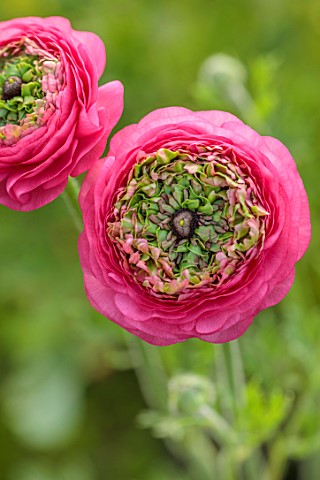 SMITH__MUNSON_LINCOLNSHIRE_PINK_GREEN_FLOWERS_OF_RANUNCULUS_ELEGANCE_FESTIVAL_ROSA_BLOOMS_BLOOMING_F