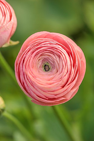 SMITH__MUNSON_LINCOLNSHIRE_PINK_SALMON_FLOWERS_OF_RANUNCULUS_ELEGANCE_SALMONE_BLOOMS_BLOOMING_FLOWER