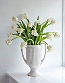 SMITH & MUNSON, LINCOLNSHIRE: WHITE VASE WITH WHITE FLOWERS OF TULIP WHITE LIBERSTAR, BULBS