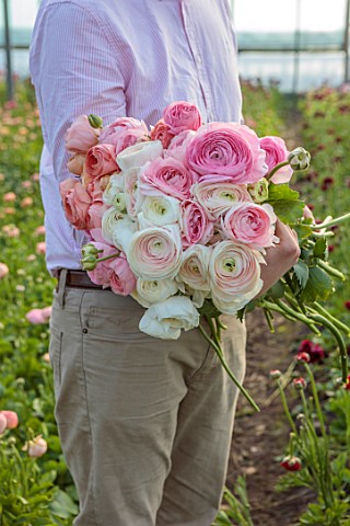 SMITH__MUNSON_LINCOLNSHIRE_ED_MUNSON_HOLDING_RANUNCULUS_IN_A_GREENHOUSE