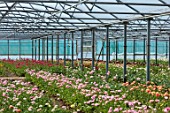 SMITH & MUNSON, LINCOLNSHIRE: GREENHOUSE, GLASSHOUSE FILLED WITH RANUNCULUS