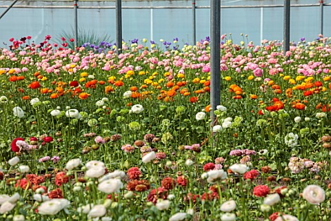 SMITH__MUNSON_LINCOLNSHIRE_GREENHOUSE_GLASSHOUSE_FILLED_WITH_RANUNCULUS