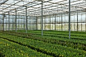 SMITH & MUNSON, LINCOLNSHIRE: HYDROPONICALLY GROWN TULIPS IN GREENHOUSE WAITING TO BE PICKED FOR CUT FLOWERS