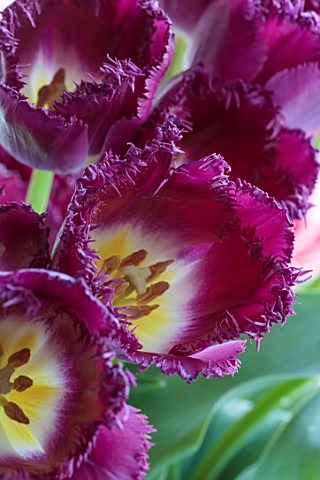 SMITH__MUNSON_LINCOLNSHIRE_PURPLE_FLOWERS_OF_FRINGED_TULIP_PURPLE_CRYSTAL_BULBS_MAY