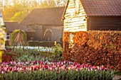 ULTING WICK, ESSEX: TULIPS GROWING IN A RAISED BED WITH BARNS IN THE BACKGROUND, BULBS, MAY, SUNRISE