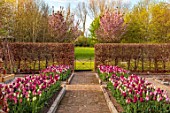 ULTING WICK, ESSEX: TULIPS GROWING IN A RAISED BEDS WITH BEECH HEDGES, HEDGING IN THE BACKGROUND, BULBS, MAY, SUNRISE, PATH, GATE, CHERRY TREES