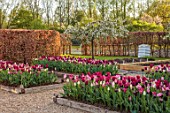 ULTING WICK, ESSEX: TULIPS GROWING IN A RAISED BEDS WITH BEECH HEDGES, HEDGING IN THE BACKGROUND, BULBS, MAY, SUNRISE, PATH, BEE HIVE