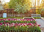 ULTING WICK, ESSEX: TULIPS GROWING IN A RAISED BEDS WITH BEECH HEDGES, HEDGING IN THE BACKGROUND, BULBS, MAY, SUNRISE, PATH, BENCH, SEAT, BEEHIVE