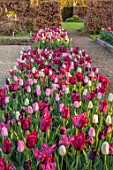 ULTING WICK, ESSEX: TULIPS GROWING IN A RAISED BED WITH BEECH HEDGES, HEDGING IN THE BACKGROUND, BULBS, MAY, SUNRISE, PATH