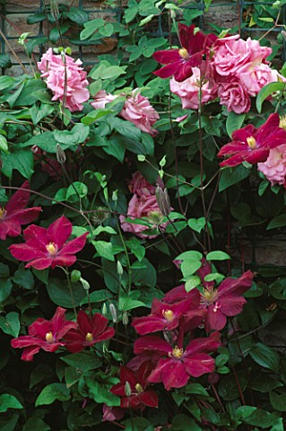 ROSA_ZEPHERINE_DROUHIN_AND_CLEMATIS_NIOBE_GROWING_TOGETHER_AT_WOLLERTON_OLD_HALL__SHROPSHIRE