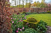 ULTING WICK, ESSEX: LAWN, BORDERS, HEDGES, HEDGING, PINK TULIPS, SPRING, BULBS