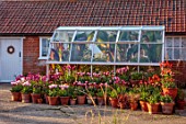 ULTING WICK, ESSEX: GREENHOUSE SURROUNDED BY TERRACOTTA CONTAINERS FILLED WITH TULIPS, MAY