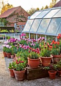 ULTING WICK, ESSEX: GREENHOUSE SURROUNDED BY TERRACOTTA CONTAINERS PLANTED WITH TULIPS, APRIL