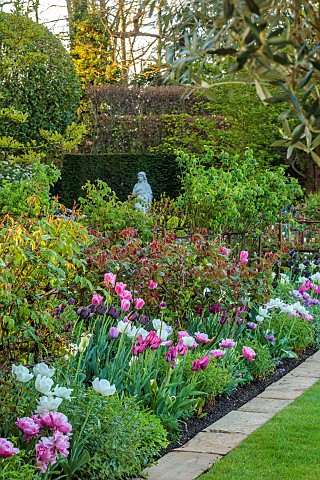 MORTON_HALL_WORCESTERSHIRE_BORDER_IN_SOUTH_GARDEN_LAWN_SPRING_TULIPS_SPRING_GREEN_BLUE_DIAMOND_CAFE_