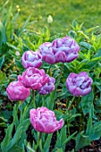 MORTON HALL GARDENS, WORCESTERSHIRE: PLANT PORTRAIT OF PINK FLOWERING, BLOOMING TULIP - TULIPA BLUE DIAMOND, BULBS, SPRING, APRIL