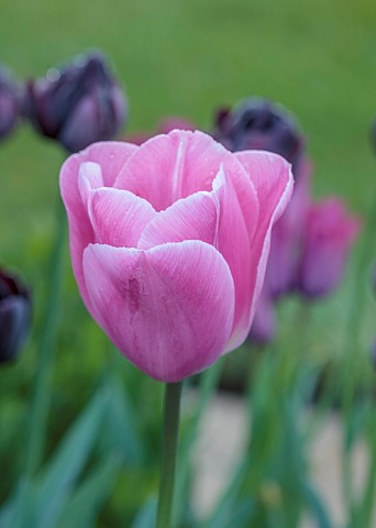 MORTON_HALL_WORCESTERSHIRE_PINK_FLOWERS_OF_TULIP_BULBS_SPRING