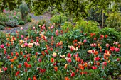 PATTHANA GARDEN, IRELAND: MAY, THE NEW TORC GARDEN MADE IN 2020, TULIPS, SPRING, MAY, GRAVEL PATHS