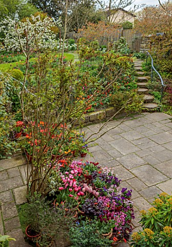 PATTHANA_GARDEN_IRELAND_MAY_SPRING_SUNKEN_PATIO_TULIPS_IN_CONTAINERS_STEPS_UP_TO_LAWN