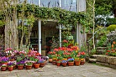 PATTHANA GARDEN, IRELAND: MAY, SPRING, SUNKEN PATIO, TULIPS IN CONTAINERS, STEPS UP TO LAWN, HOUSE