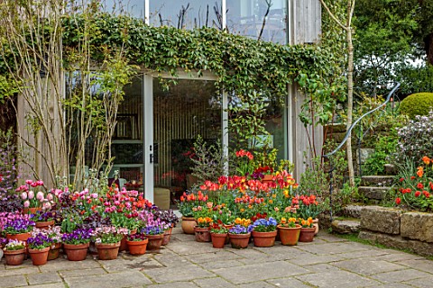 PATTHANA_GARDEN_IRELAND_MAY_SPRING_SUNKEN_PATIO_TULIPS_IN_CONTAINERS_STEPS_UP_TO_LAWN_HOUSE