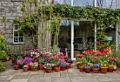 PATTHANA GARDEN, IRELAND: MAY, SPRING, SUNKEN PATIO, TULIPS IN CONTAINERS, HOUSE