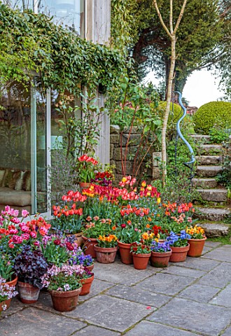 PATTHANA_GARDEN_IRELAND_MAY_SPRING_SUNKEN_PATIO_TULIPS_IN_CONTAINERS_HOUSE_STEPS