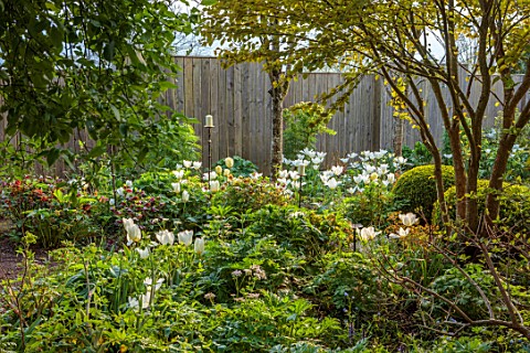 PATTHANA_GARDEN_IRELAND_WHITE_FLOWERS_OF_TULIP_FOSTERIANA_PURISSIMA_MAY_BULBS_FENCE_FENCING
