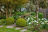 PATTHANA GARDEN, IRELAND: WHITE FLOWERS OF TULIP FOSTERIANA PURISSIMA, MAY, BULBS, FENCE, WOODEN BENCH, SEAT