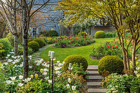PATTHANA_GARDEN_IRELAND_WHITE_FLOWERS_OF_TULIP_FOSTERIANA_PURISSIMA_MAY_BULBS_PATH_LAWN_CANDLES