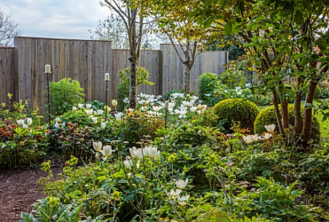 PATTHANA_GARDEN_IRELAND_WHITE_FLOWERS_OF_TULIP_FOSTERIANA_PURISSIMA_MAY_BULBS_WOODEN_FENCE_FENCING