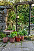 PATTHANA GARDEN, IRELAND: PATIO, HOSTAS IN TERRACOTTA CONTAINERS, STONE, PAVING, MAY, SPRING
