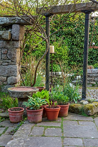 PATTHANA_GARDEN_IRELAND_PATIO_HOSTAS_IN_TERRACOTTA_CONTAINERS_STONE_PAVING_MAY_SPRING