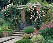 THE ROSE PERGOLA AT WOLLERTON OLD HALL  SHROPSHIRE COVERED WITH ROSA ALOHA  SANDERS WHITE AND COMPASSION.