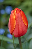 PATTHANA GARDEN, IRELAND: RED, YELLOW, ORANGE FLOWERS OF TULIP TRIPLE A, MAY, BULBS