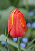 PATTHANA GARDEN, IRELAND: RED, YELLOW, ORANGE FLOWERS OF TULIP TRIPLE A, MAY, BULBS