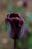PATTHANA GARDEN, IRELAND: PURPLE, BLACK FLOWERS OF TULIP CONTINENTAL, MAY, BULBS