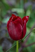 PATTHANA GARDEN, IRELAND: DARK RED FLOWERS OF TULIPA, TULIP JAN REUS, BULBS, MAY, SPRING