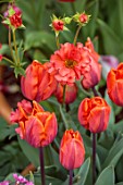 PATTHANA GARDEN, IRELAND: PLANT COMBINATION OF GEUM CORAL TEMPEST AND TULIP HERMITAGE, MAY, BULBS
