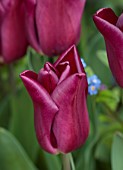 PATTHANA GARDEN, IRELAND: PURPLE FLOWERS OF TULIP PURPLE PRIDE, MAY, BULBS
