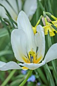 PATTHANA GARDEN, IRELAND: WHITE, YWELLOW FLOWERS OF TULIP FOSTERIANA PURISSIMA, MAY, BULBS