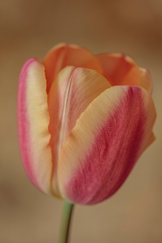 PLANT_PORTRAIT_OF_PINK_APRICOT_FLOWERS_BLOOMS_OF_TULIP_TULIPA_APRICOT_FOXX