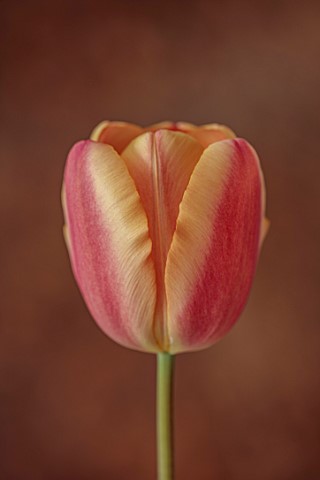 PLANT_PORTRAIT_OF_PINK_APRICOT_FLOWERS_BLOOMS_OF_TULIP_TULIPA_APRICOT_FOXX