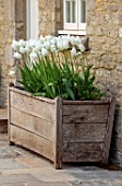 VILLAGE FARM HOUSE, GLOUCESTERSHIRE; WOODEN CONTAINER WITH WHITE FLOWERS OF TULIP WHITE TRIUMPHATOR, BULBS, MAY