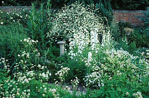 CRAMBE_CORDIFOLIA_AND_ASTRANTIA_MAJOR_IN_THE_WHITE_GARDEN_AT_WOLLERTON_OLD_HALL__SHROPSHIRE_AS_10781