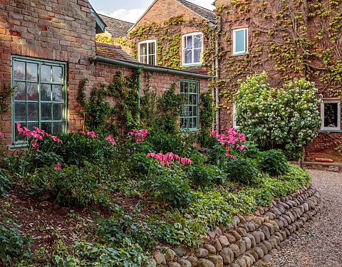 PINE_HOUSE_LEICESTERSHIRE_PINK_TULIPS_IN_SHADY_BORDER_BY_DRIVE_MAY