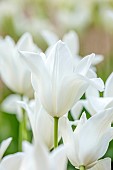 PINE HOUSE, LEICESTERSHIRE: PLANT PORTRAIT OF WHITE FLOWERS, BLOOMS OF TULIP, TULIPA WHITE TRIUMPHATOR, MAY, BLOOMS