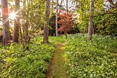 PINE HOUSE, LEICESTERSHIRE: WOODLAND, WOODEN BENCH, SEAT, TREES, COW PARSLEY, SPRING, MAY, PATHS