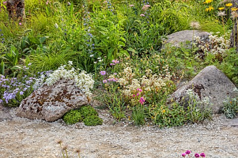 CHELSEA_2022_A_SWISS_SANCTUARY_BY_LILLY_GOMM_ALPINES_BESIDE_GRAVEL_PATH_ROCKS