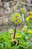 CHELSEA 2022: A SWISS SANCTUARY BY LILLY GOMM: GREEN FLOWERS OF ANGELICA